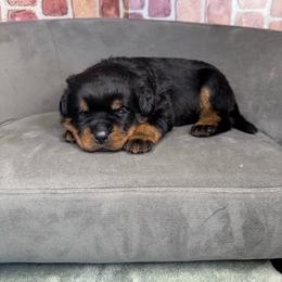 Blue boy - Black and mahogany male Rottweiler puppy in Auburn, California from Vom Haus Flores