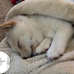 Shiba Inu Puppies from EndThyme Acres