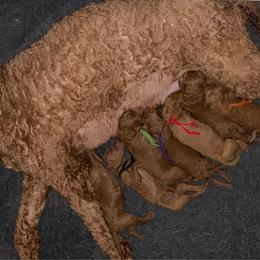 Black - Red  female Poodle puppy in Keedysville, Maryland from Sunshine Red Standard Poodles