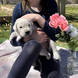 Golden Retriever Puppies from Avalon English Retrievers