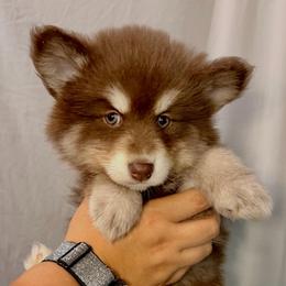 Empress - Chocolate female Pomsky puppy in Spring Hill, Florida from Besties Paw Life