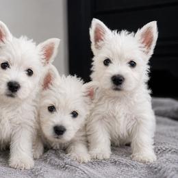 West Highland White Terriers from Olympian Westie’s!