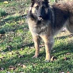 flea - Belgian Tervuren