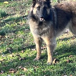 flea - Belgian Tervuren