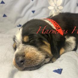 Roscoe - Blue ticked and tan male Bluetick Coonhound puppy in Mount Pleasant, Texas from Harmons Hounds