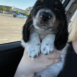 Dachshund Puppies from 2 Knights Doxies