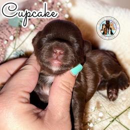 Cupcake - Liver female Yorkshire Terrier puppy in London, Kentucky from Soto Yorkies