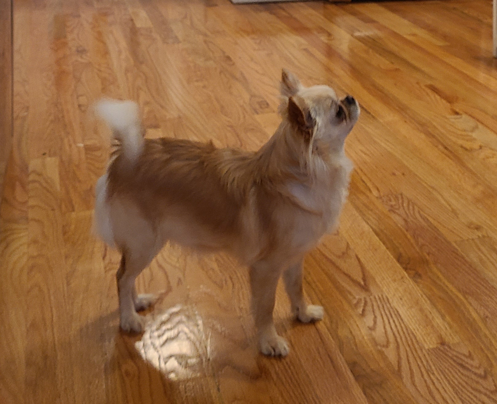 Chihuahua All Grown Up from Little Amigos