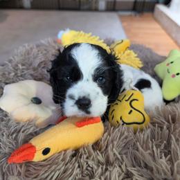 Teddy (Yellow) AKC Pre-Registered - Black and white male Cocker Spaniel puppy in Midlothian, Virginia from Swift Creek Cocker Spaniels