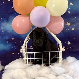 Charlotte - Black female Great Dane puppy in Westland, Michigan from Lazuli Great Danes