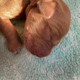 Falcon - Dark golden male Golden Retriever puppy in Reading, Vermont from Green Mountain Golden Retrievers