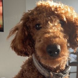 Goldendoodles from Megs Goldendoodles