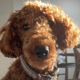 Goldendoodles from Megs Goldendoodles