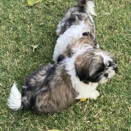 Shih Tzu Puppies from Willow Lane Shih Tzus