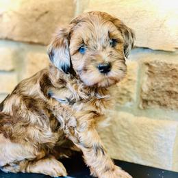 Poodle and Whoodle Puppies from Genesis Family Farm