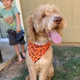 Cooper - Labradoodle