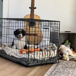 Aussiedoodle and Goldendoodle Puppies from Junipersdoodles