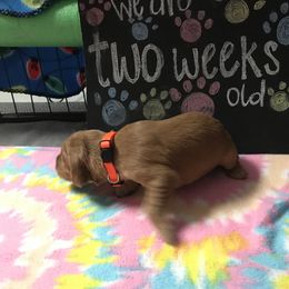 Boy 6 - Golden Retriever puppy in Argyle, Texas from Randalls Golden Retrievers