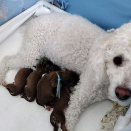 Cavapoo Puppies from Sophie's Puppy Den