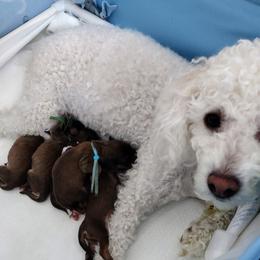 Cavapoo Puppies from Sophie's Puppy Den