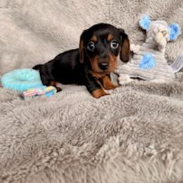 Dachshund Puppies from Silver Sage Dachshunds