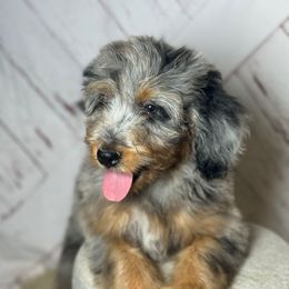 Girl 2 - Merle female Bernedoodle puppy in Belgreen, Alabama from Scott’s Farm Poodles and Doodles