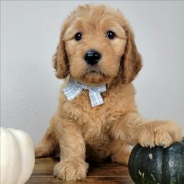 Heath - Apricot male Goldendoodle puppy in Temecula, California from Oodles O'Doodles