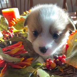 Diamond - pink collar - White and fawn female Pembroke Welsh Corgi puppy in Silt, Colorado from Mesa Acre