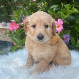 Gemma - Cream female Goldendoodle puppy in The Woodlands, Texas from Gracie's Goldendoodles and Bernedoodles