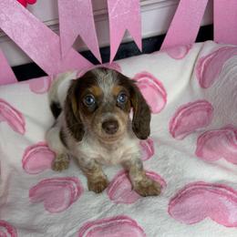 Angelica - Piebald female Dachshund puppy in Lake City, Florida from My Ditzy Doxies of Florida