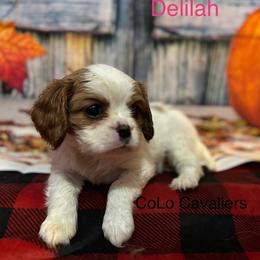 Cavalier King Charles Spaniel Puppies from CoLo Cavaliers