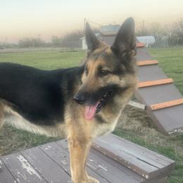Maxxxy - German Shepherd