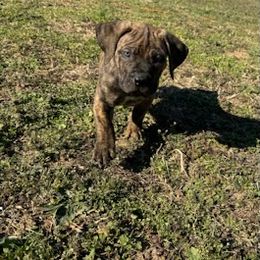 Boerboel Puppies from Erickson Ranch Boerboels