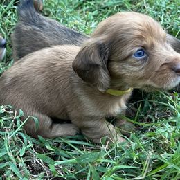 Ernie (Yellow Male) - Dapple Dachshund puppy in Washington, Georgia from Lizard Lick Longhair Dachshunds