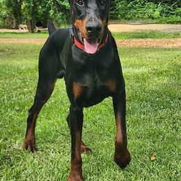 Anubis - Black and rust male Doberman Pinscher puppy in Michie, Tennessee from JSG Dobermanns
