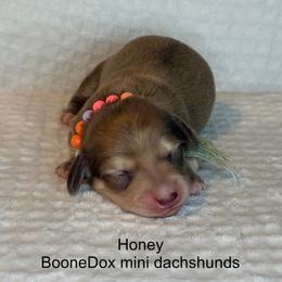 Honey - Cream female Dachshund puppy in Lexington, Oklahoma from BooneDox Miniature Dachshunds