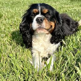 Callie - Cavalier King Charles Spaniel