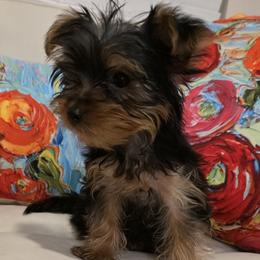 Yorkshire Terrier Puppies from Teacup Yorkies for Adoption Near Lebanon Ohio LLC