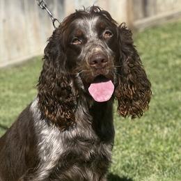 English Springer Spaniels from Goldridge Springers