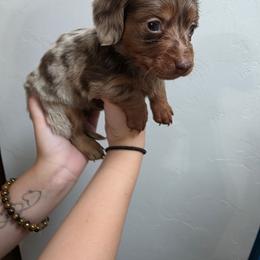 Peanut - Dapple male Dachshund puppy in Tucson, Arizona from D-S Ranch Corgis