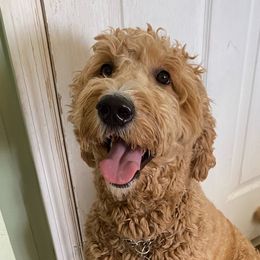 Lizzie - Goldendoodle