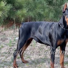 Dunja - Doberman Pinscher