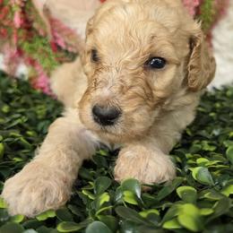 Red collar - Apricot male Poodle puppy in Spring Branch, Texas from Bear Hills kennel