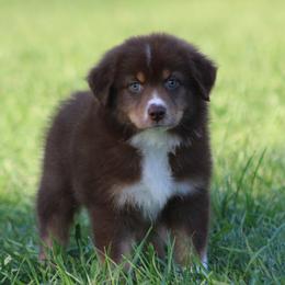 Red Tri Male 3 - Red tri-color male Australian Shepherd puppy in Northport, Alabama from Sipsey River Australian Shepherds