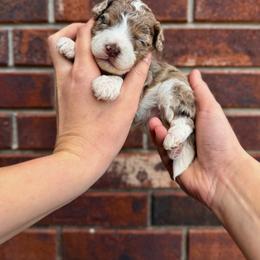 Elsa - Chocolate merle female Bernedoodle puppy in Owasso, Oklahoma from Kallams Bernedoodles & Bernese Mountain Dogs
