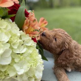 Australian Labradoodle Puppies from Wild Daisy Labradoodles