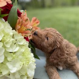 Australian Labradoodle Puppies from Wild Daisy Labradoodles