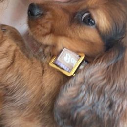 Dachshund Puppies from Dumbledore's AKC Mini Dachshunds