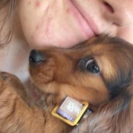 Dachshund Puppies from Dumbledore's AKC Mini Dachshunds