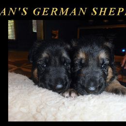 German Shepherd Puppies from DCAN's German Shepherds